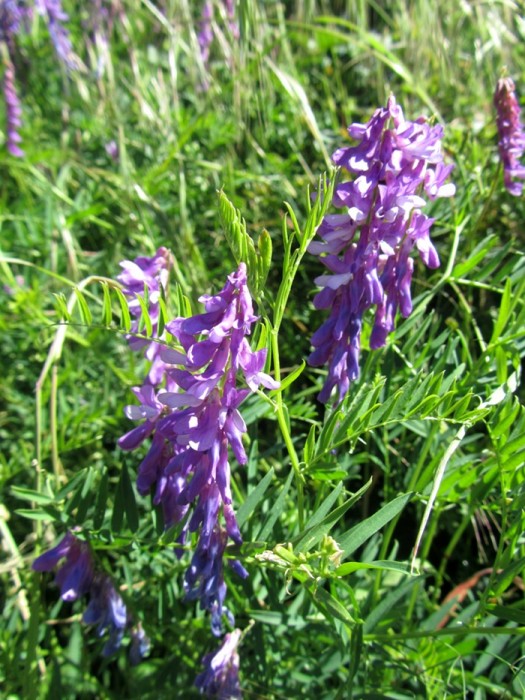 Fleur en Aveyron