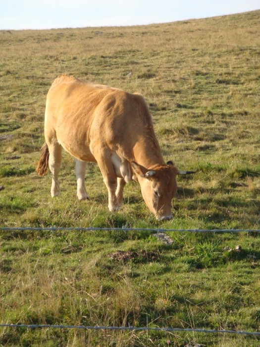 Vache sur l'Aubrac dans la prairie Aveyronnaise