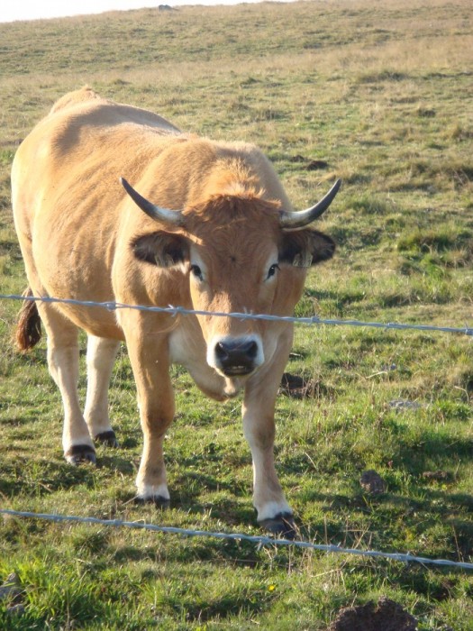 Vache de race Aubrac
