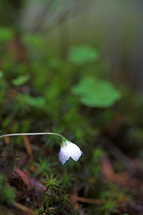 Fleur dans la fort