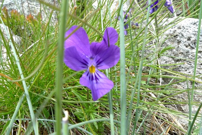 Violette sur le Puy Mary