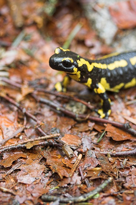 Salamandre dans les sous-bois