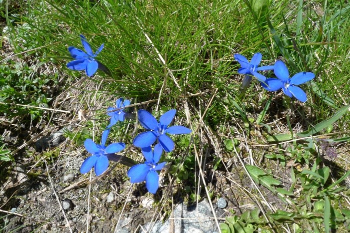 Fleurs dans les Alpes prs du refuge du Glacier Blanc