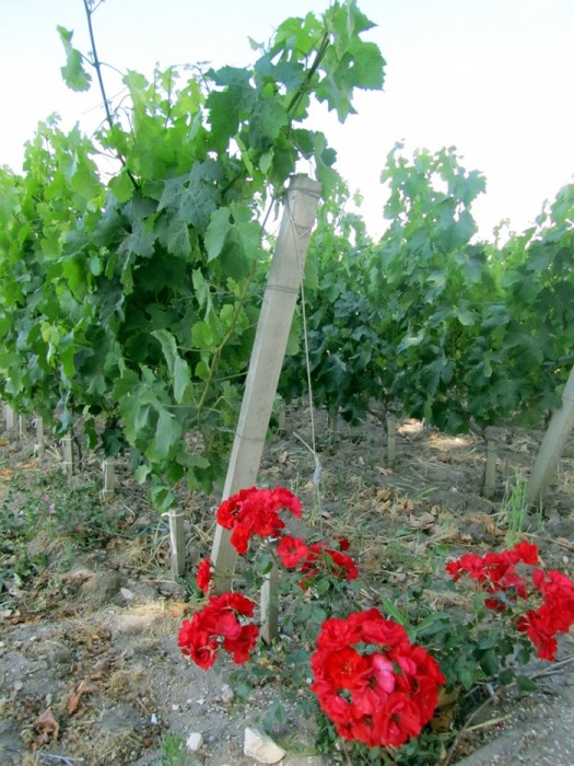 Dans les vignes de Saint Emilion en Gironde