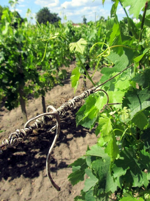 Dans la vigne de Saint Emilion