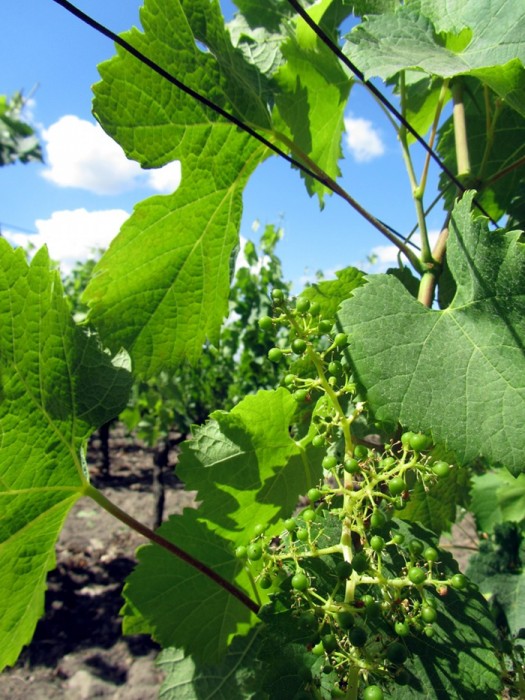 Feuilles de vignes de St Emillion en Gironde