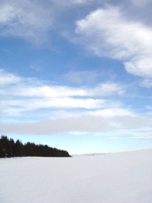 Foret de l'Aubrac sur le plateau Aveyronnais