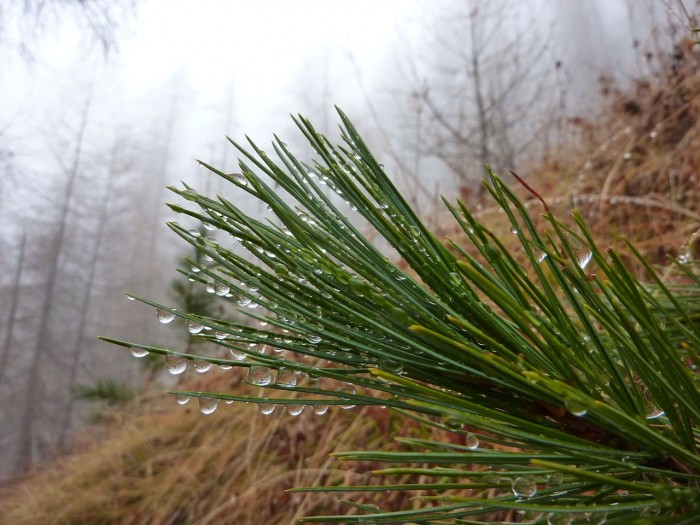 Jour de brouillard