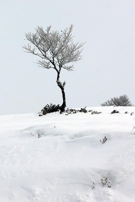 Arbre solitaire sur le plateau de l'Aubrac Arbre solitaire sur le plateau de l'Aubrac