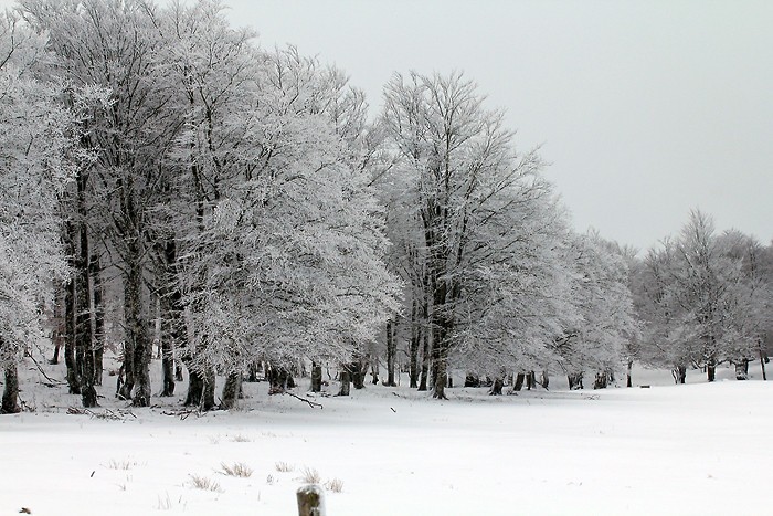 Randonnée sur le sentier botanique et écologique de Laguiole