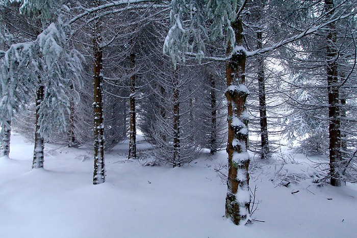 Balade dans la neige sur le sentier botanique de Laguiole