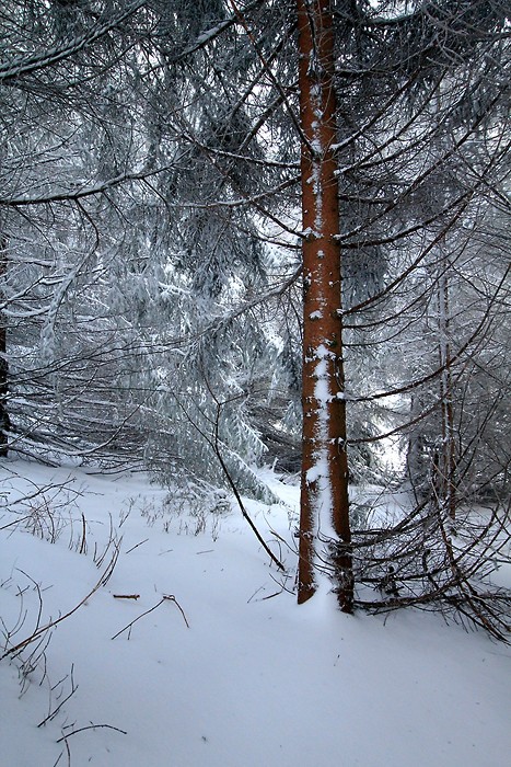 Beaucoup de neige sur le sentier et sur les arbres