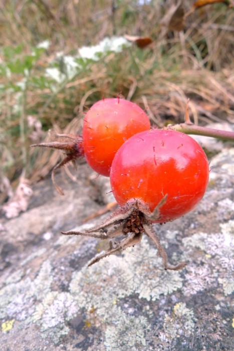 Cynorrhodon dans la monte aux lacs Palluel et Faravel