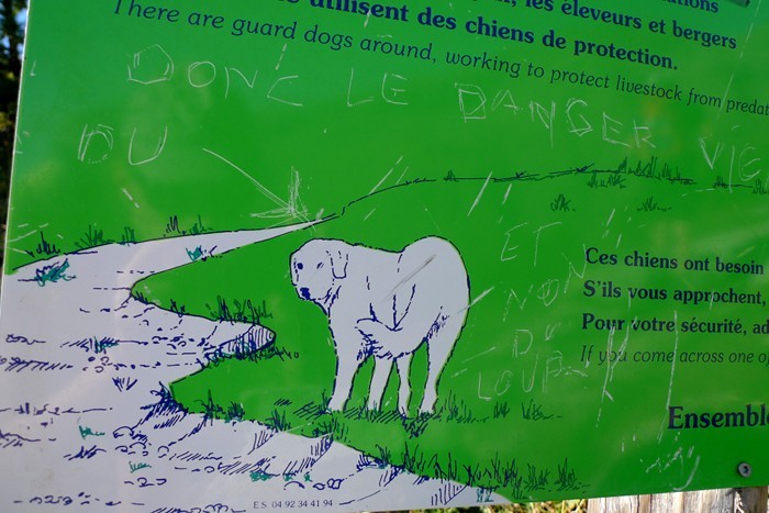 Un patou qui garde les troupeaux des alpages