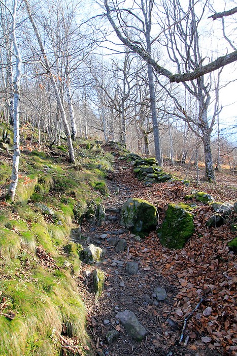 Le sentier monte dans la fort