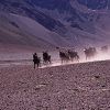 Mules