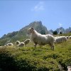 SUR LA ROUTE DU LAC