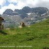 Vaches dans le cirque d'Estaub