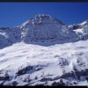 le taillon