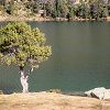 Arbre prs du lac d'Aumar