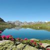 Fleurs devant le lac du Serpent