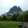 Pic du Midi d'Ossau au-dessus d'un jardin de jonquilles