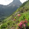 Rhododendrons  1650 mtres