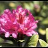 Rhododendron   ferrugineum