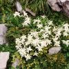 Edelweiss