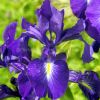 Iris xiphode
