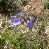Pulmonaire  feuilles lancoles