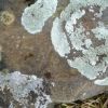 Lichen
