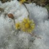 Tussilage