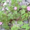 Granium Herbe  Robert
