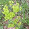 Euphorbe des bois