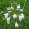Cardamine des prs