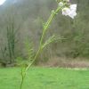 Cardamine des prs