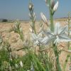 Asphodle fistuleux dans les Bardenas Reales