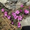 Saxifrage  feuilles opposes