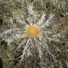 Carline  feuilles d'Acanthe