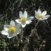 Pulsatille printanire
