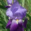 Iris des Pyrnes