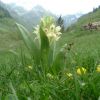Orchis sureau