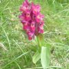 Orchis sureau