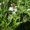 Mnyanthe  trois folioles