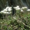 Androsace velue