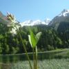 Mnyanthe  trois folioles