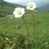 Saxifrage granule