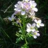 Cardamine  larges feuilles