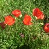 Coquelicot